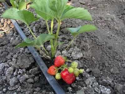 Капельная лента эмиттерная