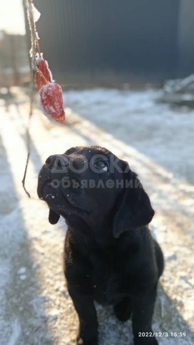 Щенки Лабрадора Клубные Чистокровные