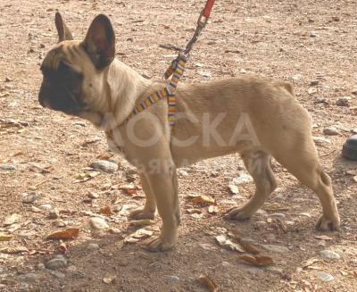 Продается щенок французского бульдога