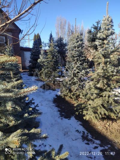 Продаю голубые ели, и другие ели