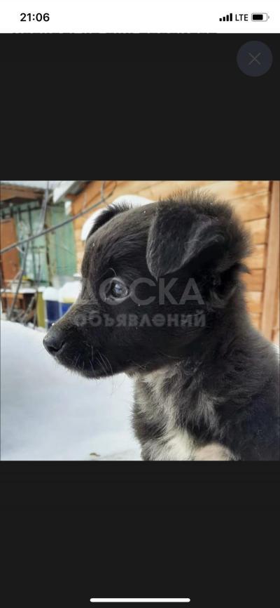 Отдам в добрые руки щенкам один месяц!!