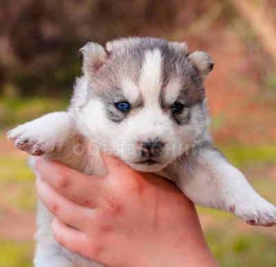 Продается щенок сибирского хаски