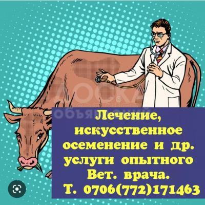 Услуги опытного ветеринара с большим стажем