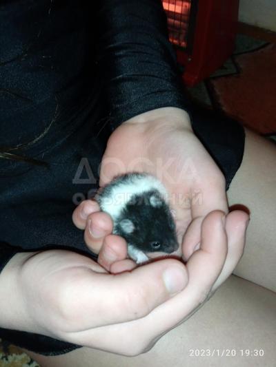 Продаю сирийских хомяков. Возраст 1 месяц.