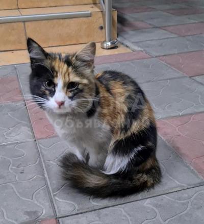 КОШЕЧКА В ДОБРЫЕ РУКИ Бишкек