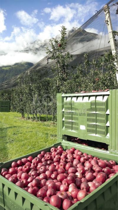 Антиградовая сетка для яблок, винограда и других культур