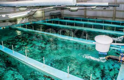 Сдаю рыбное хозяйство, 4 бассейна, г. Токмок