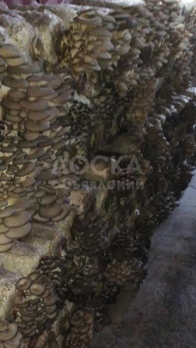 Продаю грибной бизнес