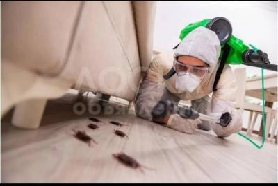 Уничтожение тараканов, клопов и других насекомых и грызунов.