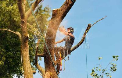 Пилю деревья.
Качество.
Гарантии.
Рекомендации.
Опыт.