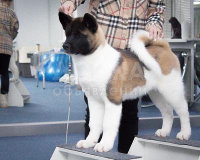 Американская акита