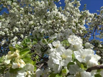 Продаю участок сельхоз назначения, 120 соток между Бостери и Хутор.