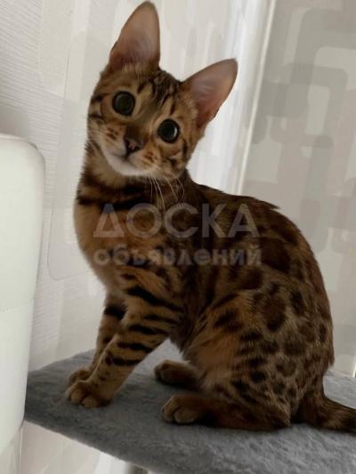 Отдам в хорошие руки