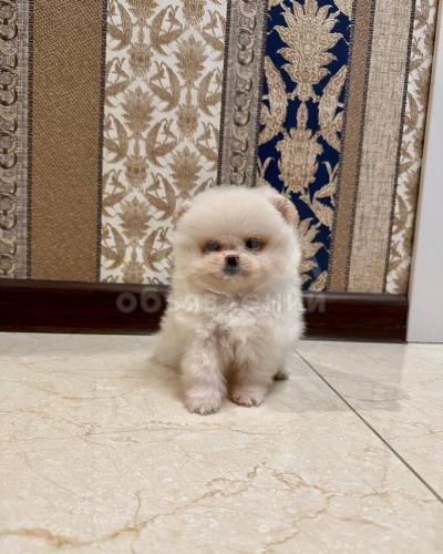 Отдам в хорошие ручки, девочку мини шпица.