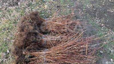 Продается рассада малины  сорт ПОЛКА 
Только крупный опт