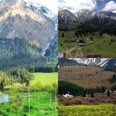 Кумысолечение! Ущелье Шамси Туракайын.