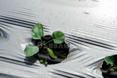 Мульчирующая плека 30 микрон.