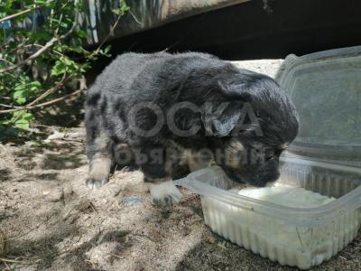 Щенки в ДАР