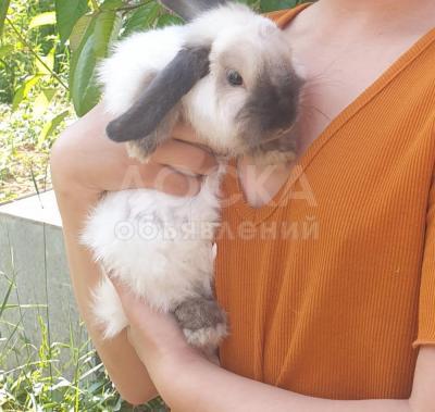 Продам декоративного кролика.
