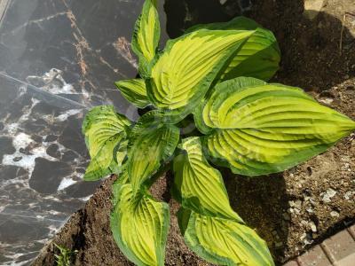 Гостевой дом. Акун. Ак-Бермет