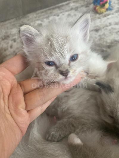 Котята Рэгдолл для усыновления