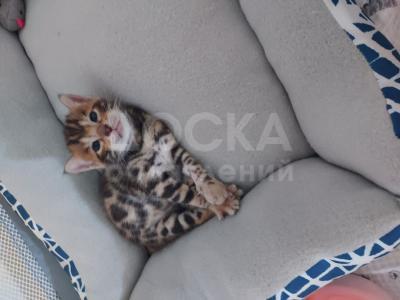 Бенгалия для усыновления