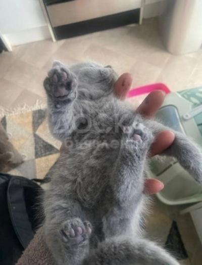Британские короткошерстные котята для усыновления