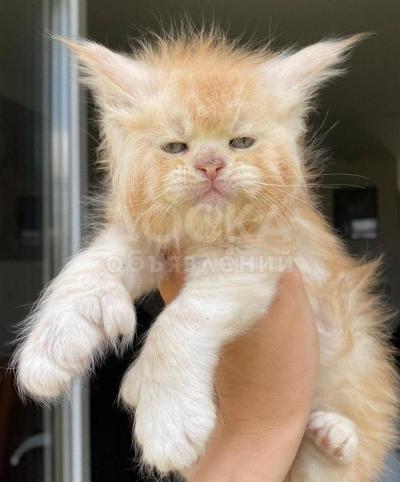 Котята мейн-кун для усыновления