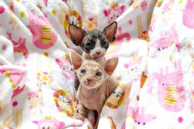 Котята канадского сфинкса для усыновления