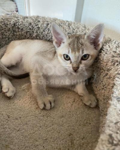 сингапурские котята для усыновления