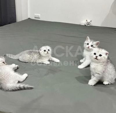 Шотландские вислоухие котята для усыновления