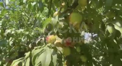 Продаю участок сельхоз назначения, 4 га с Маевка.