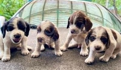 Продам щенят русского спаниеля