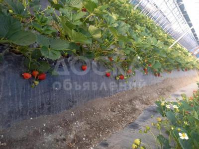 Теплица   с. Мады, ул Эрмамбетов Жетимиш 7-8.