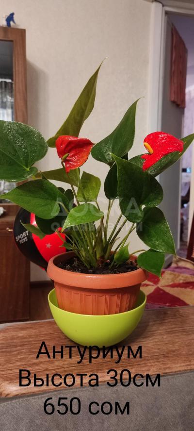 Продаю цветы комнатные, 8 шт., цена и описание на фото, при покупке всех 8 шт. общая цена 4000 сом