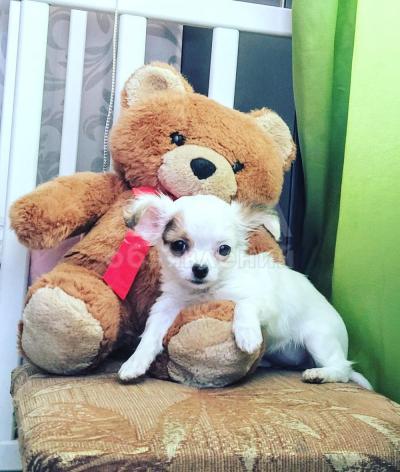 Щенки чихуахуа