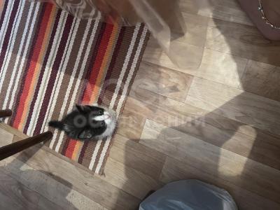 Срочно отдам котенка мальчика 1 месяц,приучен к туалету на улицу,кушает все