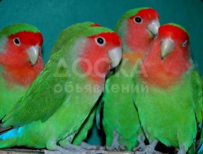 Попугаи неразлучники.