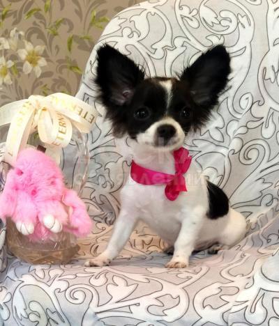 Щенки чихуахуа
