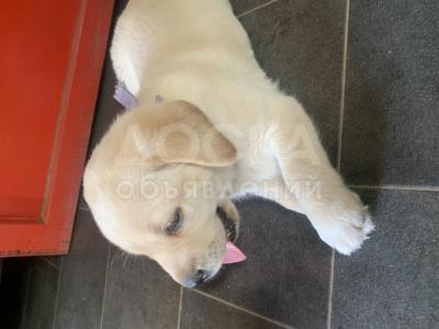 Продаю щенков лабрадора