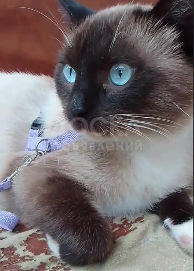Подарю Муркиза, красивого редкого породистого молодого кота Тайский Бокс