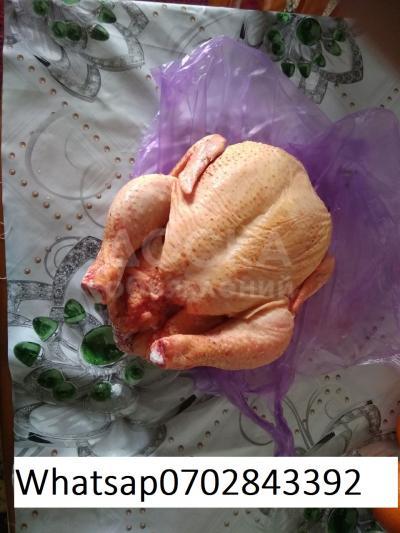 Домашний кур бройлеров халал