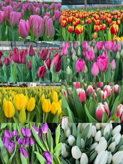 Тепличные тюльпаны оптом