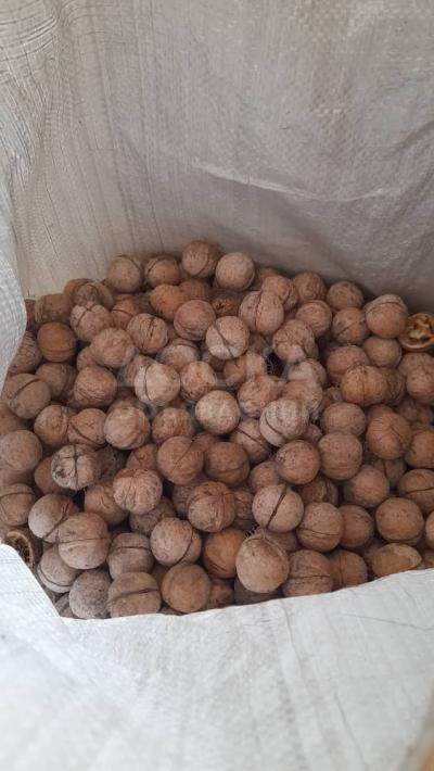 Грецкие орехи. Урожай 2023 года. Орехи легко чистятся, скорлупа тонкая. Есть примерно 55 килограмм.