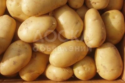 Семенной картофель из Беларуси. Картофель Лилея