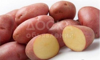 Семенной картофель из Беларуси. Картофель Манифест