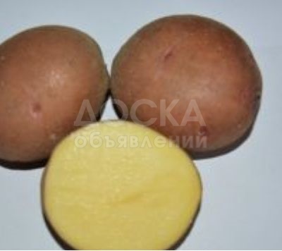 Семенной картофель из Беларуси. Картофель Першацвет