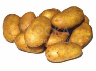 Семенной картофель из Беларуси. Картофель Уладар