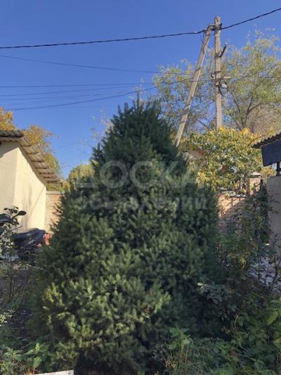 Продаю ёлку