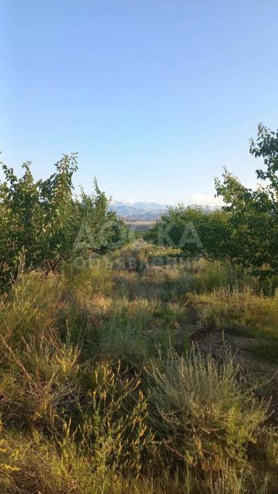 Продаю участок сельхоз назначения, 2 га Балыкчи, абрикосовый сад - 30.000$.